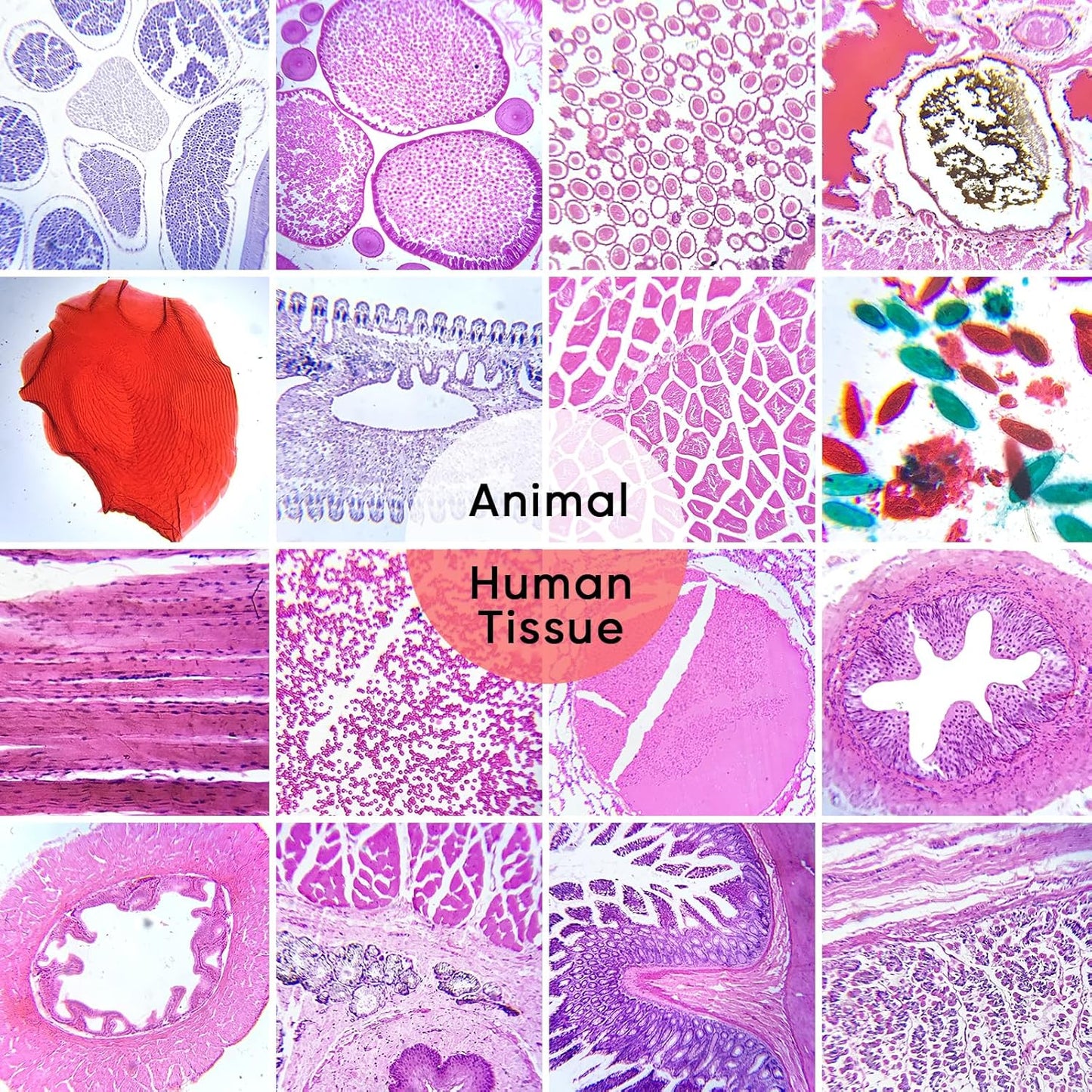 120 Microscope Slides with Specimens,Prepared Microscope Slides for Kids,Glass Slides for Microscope,Prepared Slides for Kids Microscope,Microscope Slide Preparation Kit for Biology Science Classes