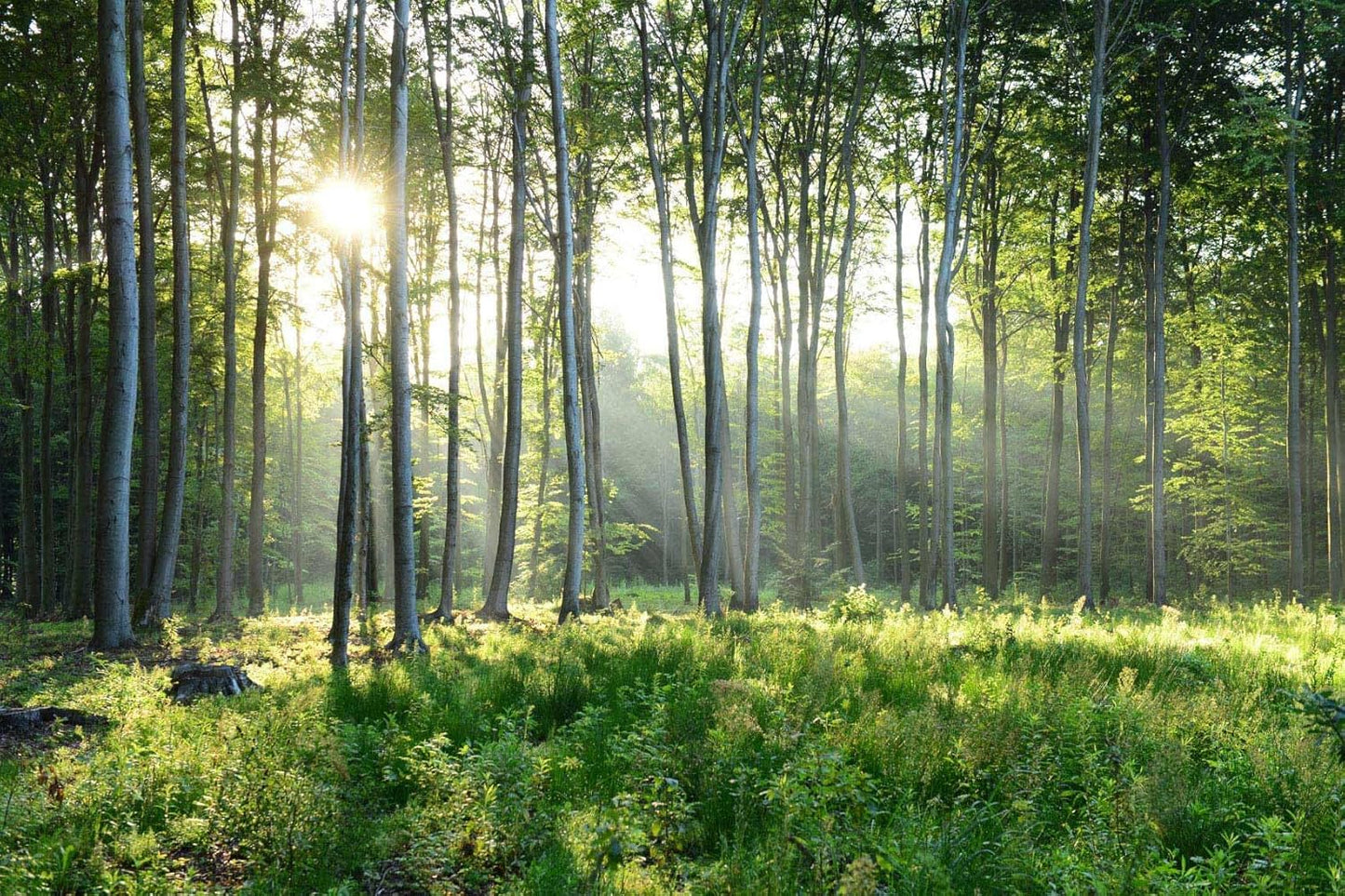 Green Sunshine Forest Woodland Wallpaper Mural for Living Room Bedroom Dining Room Basement(Not Self-Adhesive)