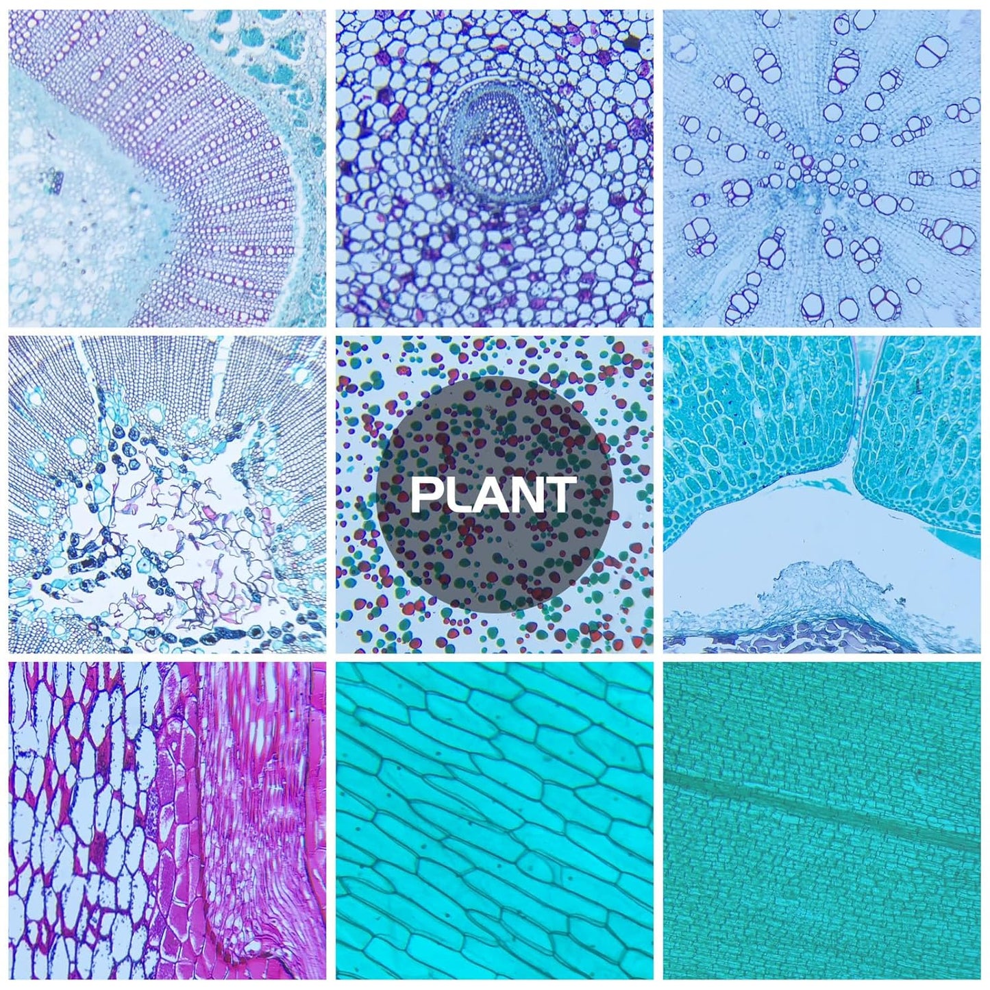 30 Microscope Slides with Specimens, Prepared Microscope Slides Set with Plants Animals Insects for Adults Students Homeschool Basic Biological Science Education